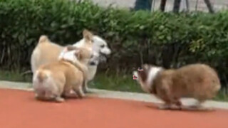 The corgi is totally smitten with the corgi.