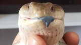 Footage of Blue-Tongued Lizard Taming Its Tongue