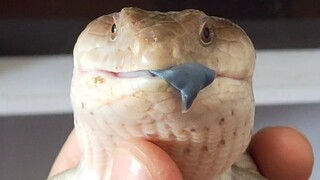 Footage of Blue-Tongued Lizard Taming Its Tongue