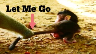 PLEASE LET ME GO!!, BABY MONKEY WANT TO WALK VERY MUCH, BEST ACTION OF BABY MONKEY BRITTANY