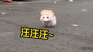 接头霸王白菜