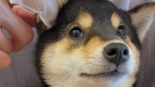 掏耳朵合集纯享版，她真的好像doge