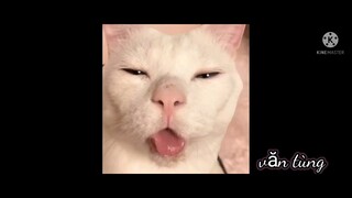 chó mèo vui nhộn và đáng yêu