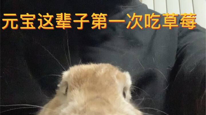 Yuanbao’s first time ever eating strawberries—haha, I’m dying laughing!