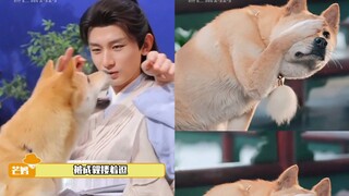 Selebriti papan atas di dunia anjing, bayarannya lebih mahal daripada aktor biasa, dan hampir setiap