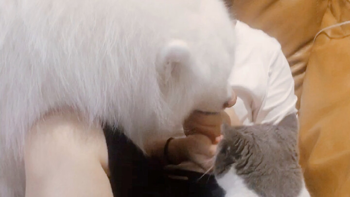 Hóa ra nuôi cả chó lẫn mèo đúng là cảm giác thế này!