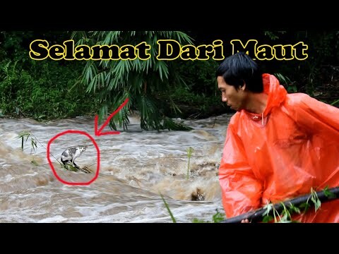 KUCING TERJEBAK BANJIR