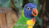 My dream parrots