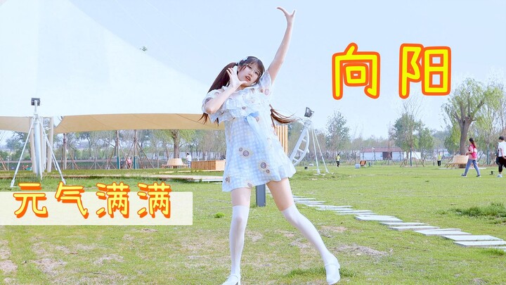 Menuju sinar matahari! 【Xiangyang】Minyak kastanye