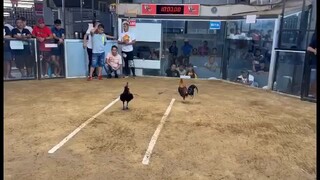 McLean hatch- (MaxBlade GameFarm) @ Igpit Arena