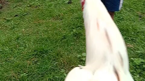 #spurr🐓🔥
