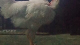 cobra pullet not a cock 😂