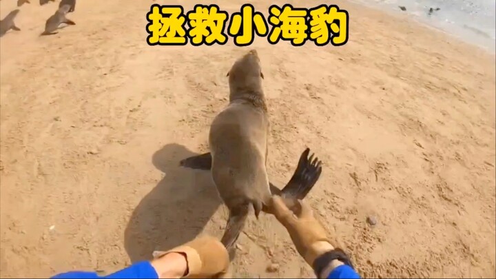 小海豹的脖子受伤，救援小哥不顾自身安危上前营救，太感动了！