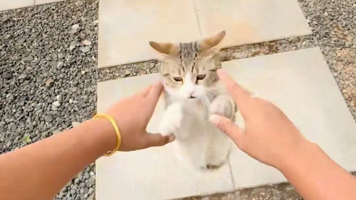 The kitten’s skills are impressive.