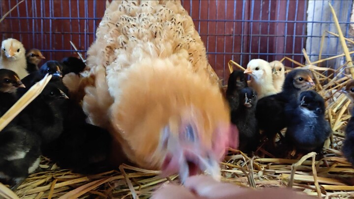 Chicken Mom: Go away 😡