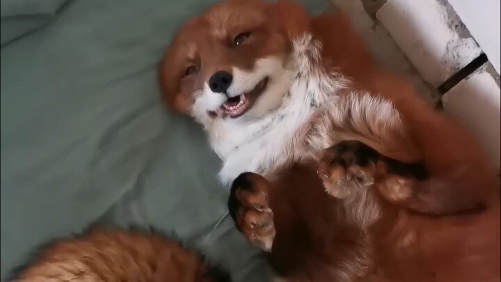 A cat that doesn’t pretend to be a dog isn’t a good fox!