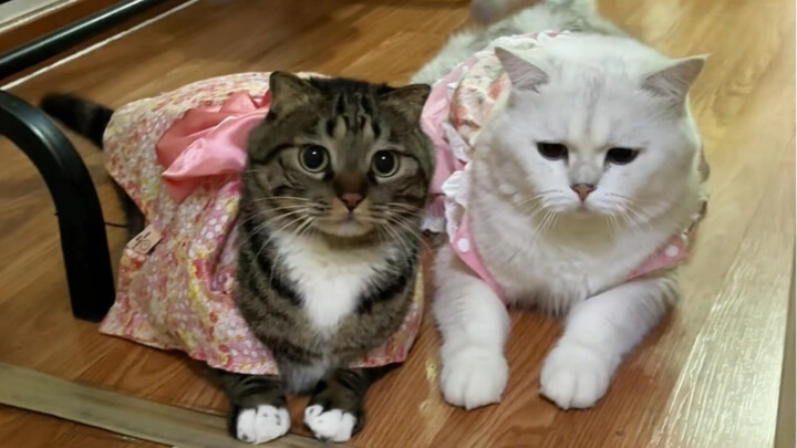 แมวน้อยที่ทำงานบ้านกลับมาทำเรื่องแบบนี้ที่บ้านฉันเนี่ยนะ!!!