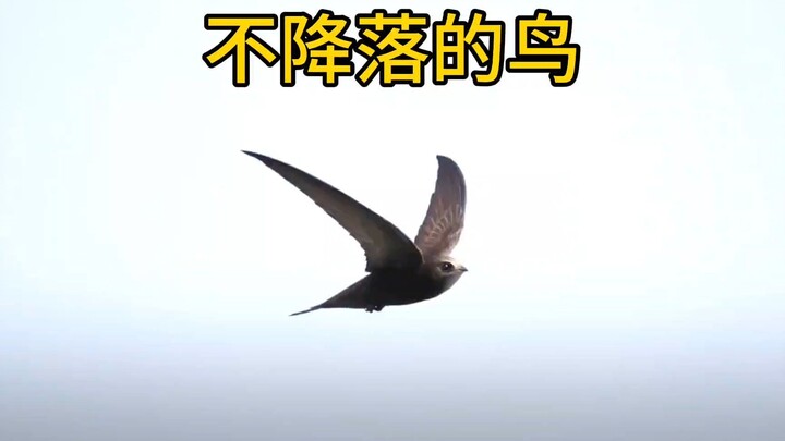 Vừa bay vừa ngủ, vừa bay vừa ăn