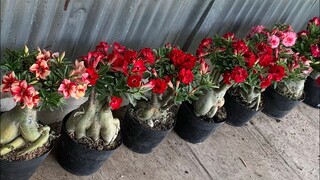 (ĐÃ HẾT) 36 CÂY SỨ CỦ ĐẸP GIÁ 80 - 150K NGÀY 13/03/22 LH 0834567192