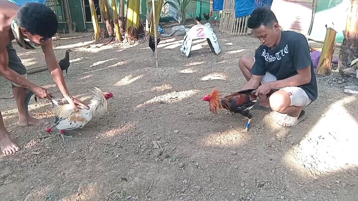 BATTLE OF BC #AVC GAMEFARM