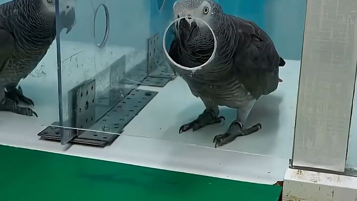 Keteladanan Burung Beo