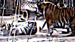 Hổ Siberia: "Chào mừng vị vua của bạn"!