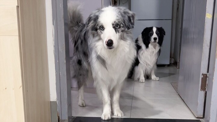 Tantangan Rintangan untuk Border Collie