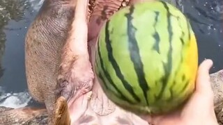kuda nil makan