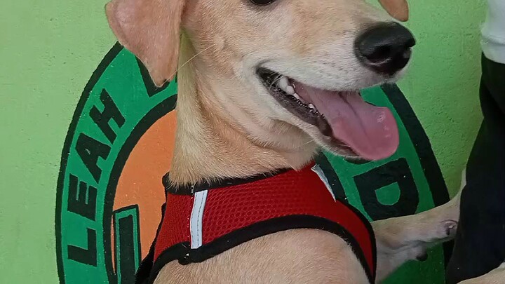 ♥️🐕