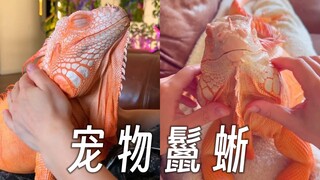 What's it like to keep a pet iguana at home? You can hold and play with it in your arms anytime.