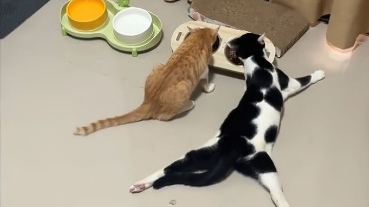 The cow cat is totally psycho!