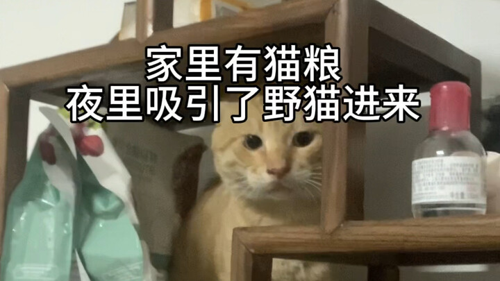 I'd call it the strongest battle cat in history!