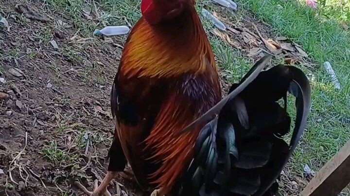 Tiktalaowkkkk🐓🐓🐓