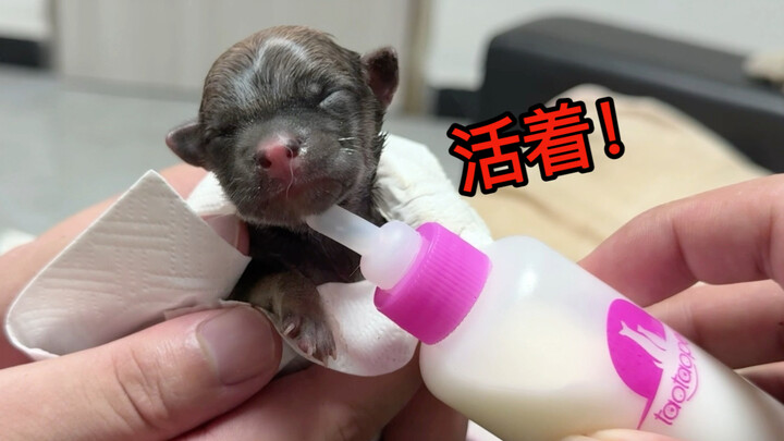这小狗与大哈传媒有缘，我必须救你一命！
