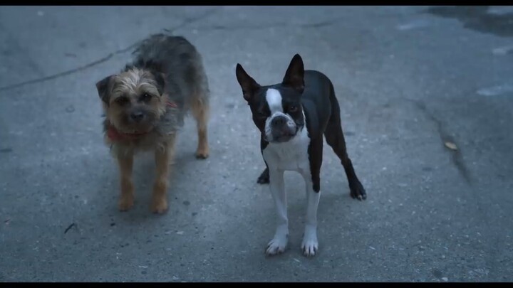 Strays - Watch the full movie, link in the description