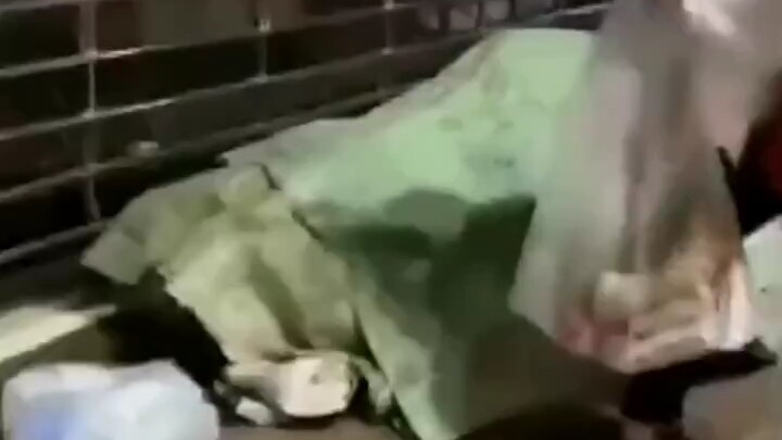 Baru saja tertidur sudah kau bangunkan, hanya memberiku sepotong roti kecil seharga 5 mao, apakah ke