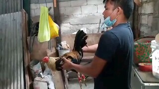 ariel sabong  malupit na sentensyador