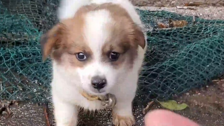 ลูกสุนัขน่ารักอยากออกไปเล่นข้างนอก และถูกเจ้าตัวน้อยสัมผัส