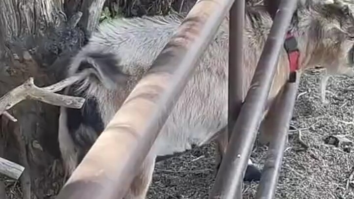 يا له من مأزق حقيقي! ههههه، أضحكني حتى الموت!