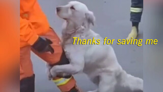 Human's Love for Small Animals in Rainstorm