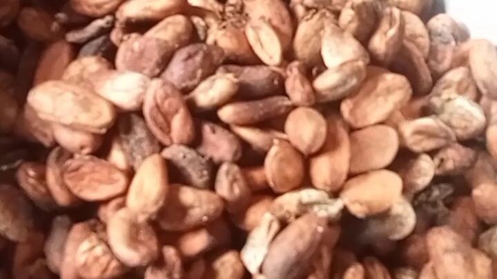 cacao