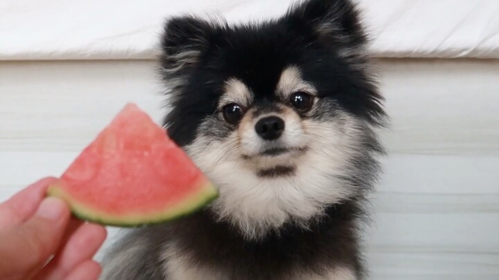 สุนัขตะวันตก