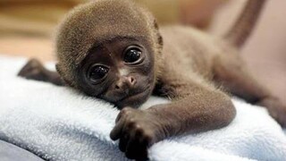 The Monkeys - การรวบรวมวิดีโอลิงที่ตลกและน่ารัก หัวเราะทีวี