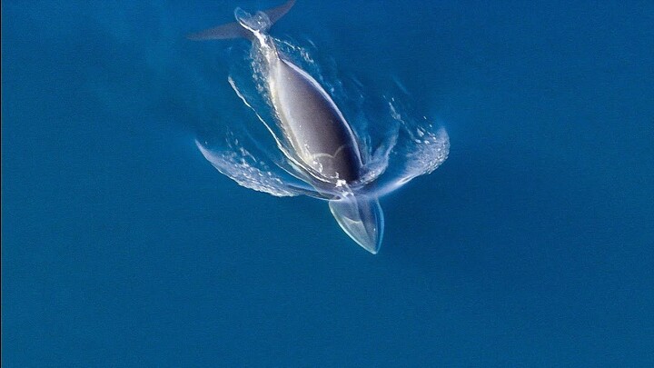 【BBC】คลิปจาก “ดาวเคราะห์น้ำแข็ง”: ฝูงวาฬเพชฌฆาตรวมพลังล่าวาฬมิงก์