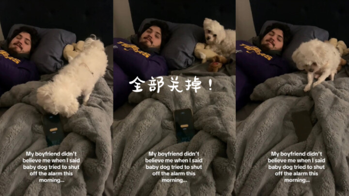 “كيف لِكلب أن يفكّر في إيقاف المنبّه؟” أنا: شاهد الفيديو!