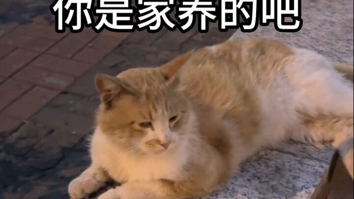 Tianjin Cat