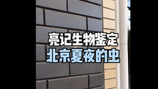 【亮记生物鉴定】北京夏夜的虫