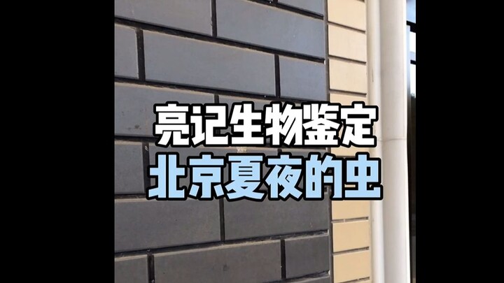 [Liangji Biological Identification] Insects in Beijing Summer Nights