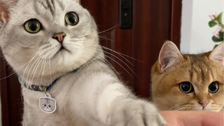 猫咪握手挑战！丑丑的反应笑屎我了！
