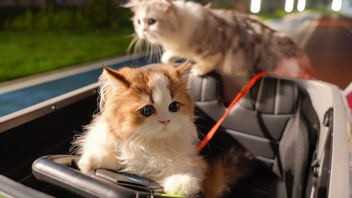What era is this, and who still walks cats the old-fashioned way?!